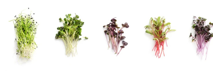 Zayu Urban Farm