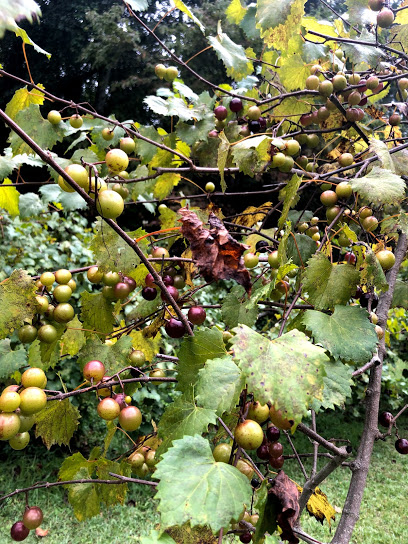 Auman Vineyards