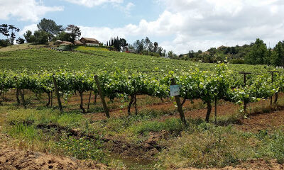 Twin Oaks Valley Winery