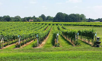 Working Dog Winery