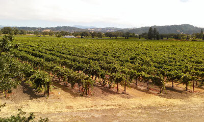 Jackson Family Wines