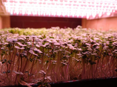 Craftgrown farms