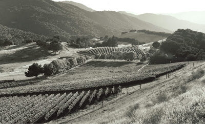 Silvestri Vineyards