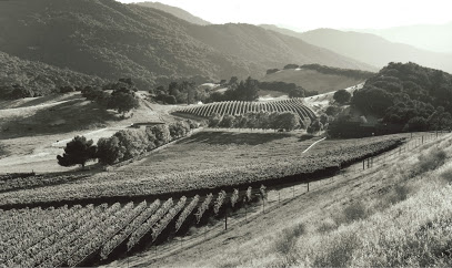 Silvestri Vineyards
