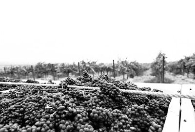 KORi Wines