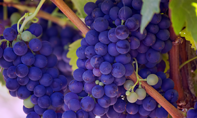 Wine Tours of Georgia