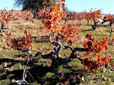 Deaver Vineyards