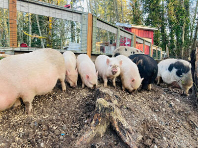 Chico Creek Farms