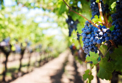 Vine and Wine Tours of North Texas