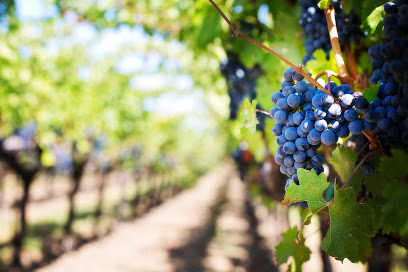 Vine and Wine Tours of North Texas