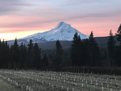 Grateful Vineyard