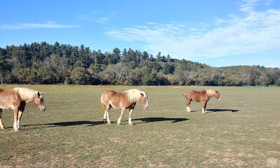 Biltmore Farmyard