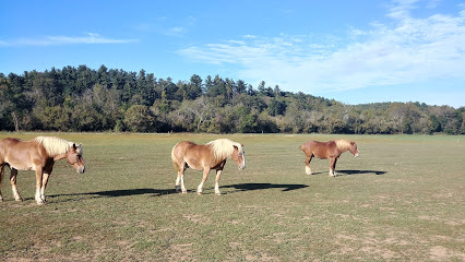 Biltmore Farmyard