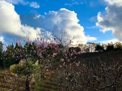 Iron Horse Vineyards