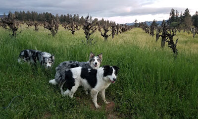 Bartolomei Brothers Vineyard