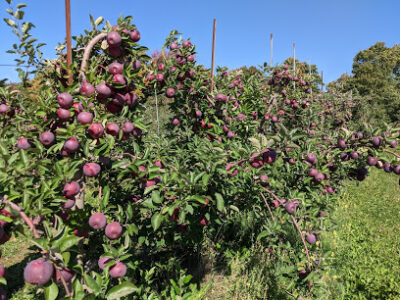Apple Hills