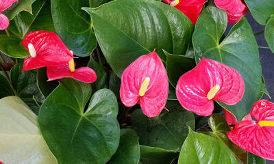 Naturally organic/Just Perfect Plants