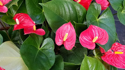 Naturally organic/Just Perfect Plants