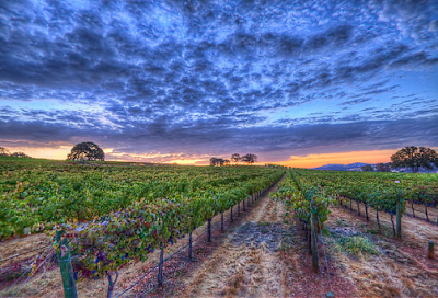 Naggiar Vineyards