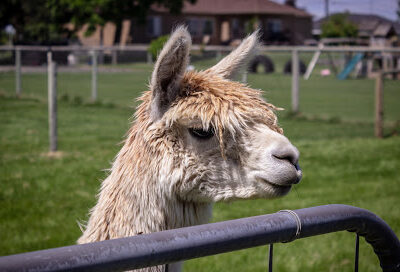 Sandollar Farms Alpacas & Pyrs