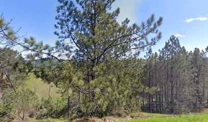 Wild Hog Vineyard