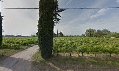 Black Crowe Vineyards