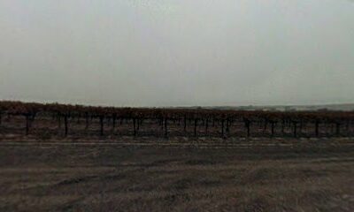 Robert Hall Vineyards LLC